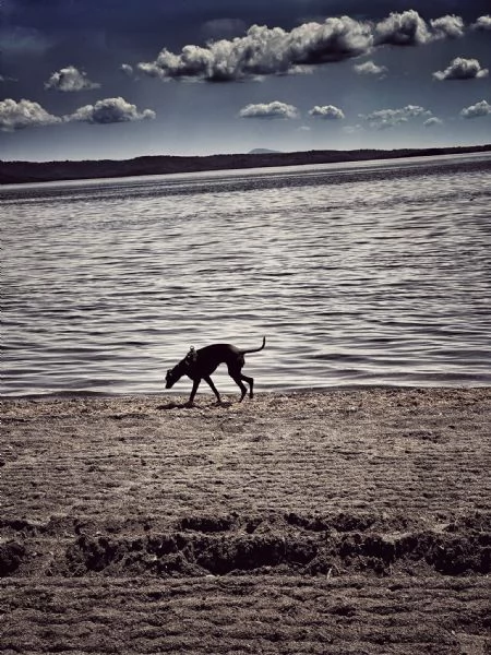 PICCOLO LEVRIERO ITALIANO | Foto 4