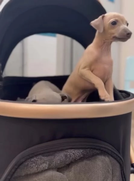 PICCOLO LEVRIERO ITALIANO | Foto 3