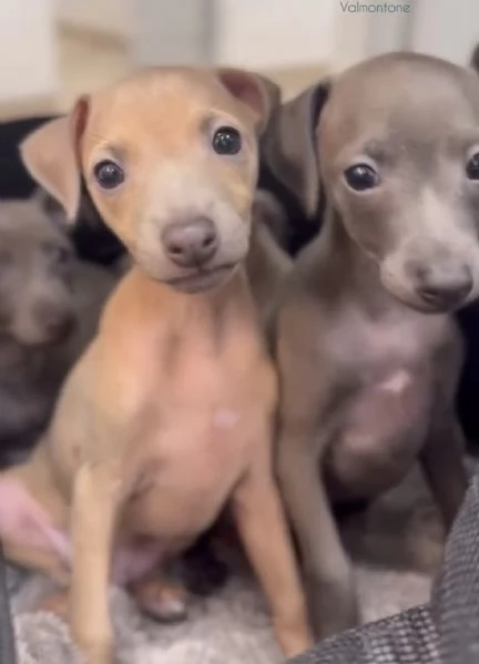 PICCOLO LEVRIERO ITALIANO | Foto 2