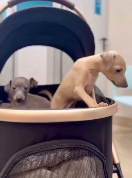 PICCOLO LEVRIERO ITALIANO | Foto 1