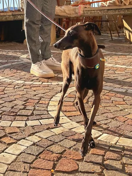PICCOLO LEVRIERO ITALIANO | Foto 1