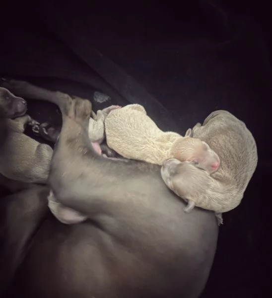 PICCOLO LEVRIERO ITALIANO