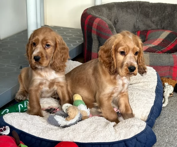 Cockre spanil Americano