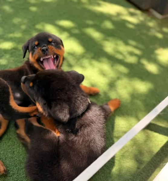 Cuccioli di Rottweiler in cerca di una buona casa | Foto 0
