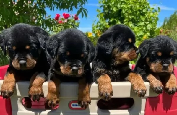 Cuccioli di Rottweiler in cerca di una buona casa