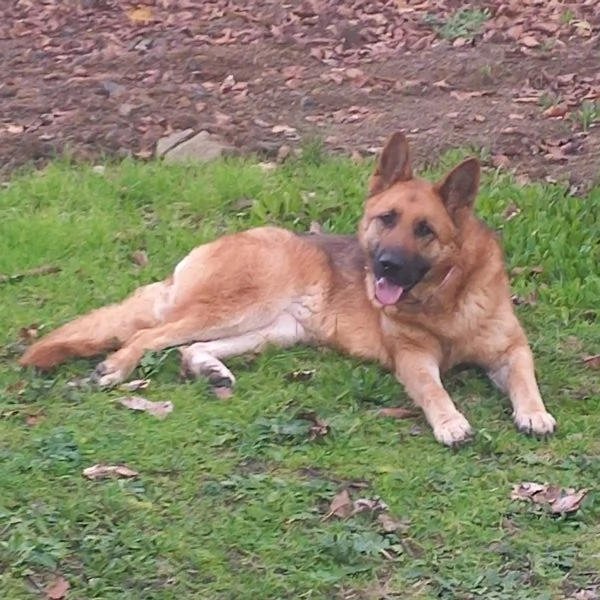 PASTORE TEDESCO FEMMINA  | Foto 0