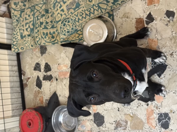 Regalo cane di media taglia 7 mesi  | Foto 5