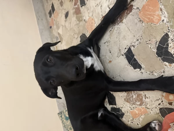 Regalo cane di media taglia 7 mesi  | Foto 0