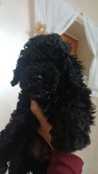 Barboncini Nani | Foto 0