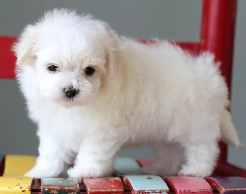 Cuccioli di maltese
