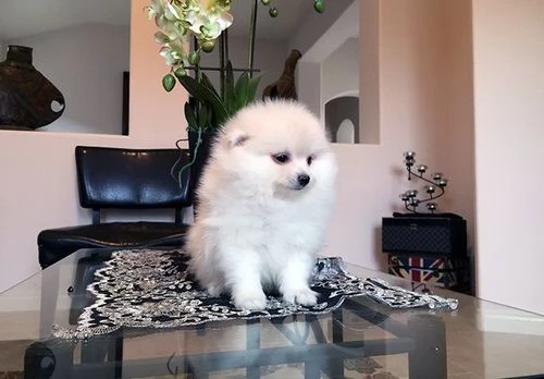 Cuccioli di Pomerania
