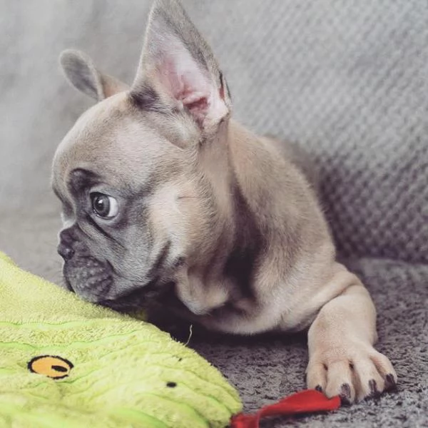 Bulldog francese | Foto 0