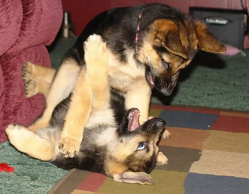 Cuccioli di pastore tedesco