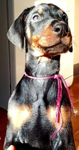 Cucciole dobermann in vendita  | Foto 2