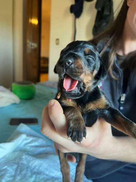 Cuccioli dobermann in vendita 
