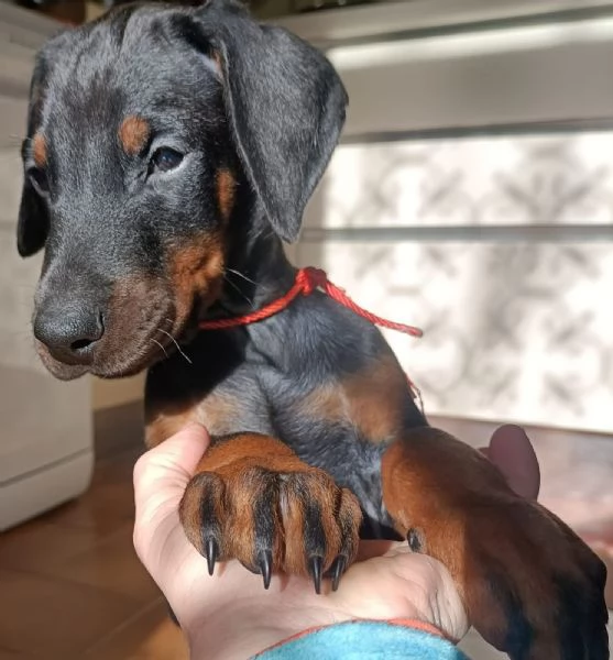 Cucciole dobermann in vendita  | Foto 1
