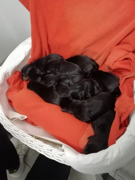 Cuccioli dobermann in vendita  | Foto 4