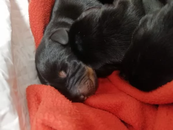 Cuccioli dobermann in vendita  | Foto 3