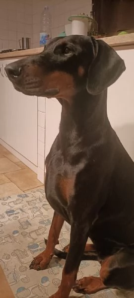 Cucciole dobermann in vendita  | Foto 0