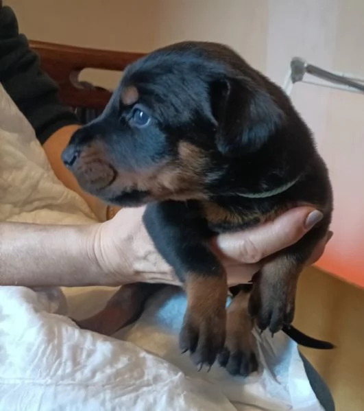 Cuccioli dobermann in vendita  | Foto 2