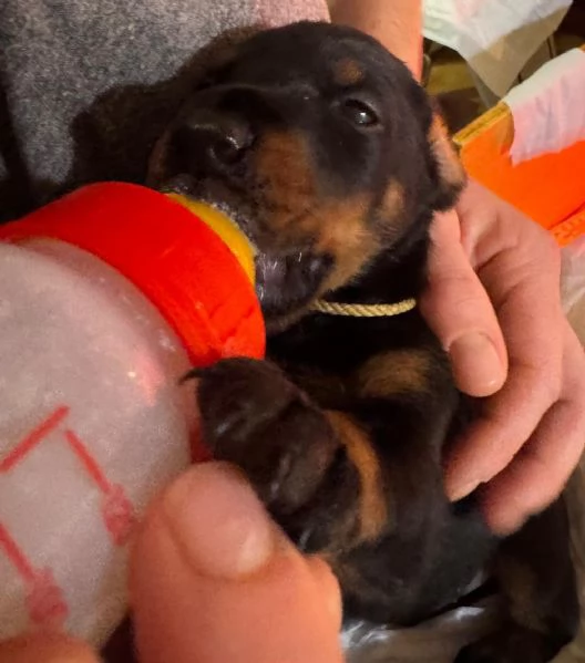 Cuccioli dobermann in vendita  | Foto 1