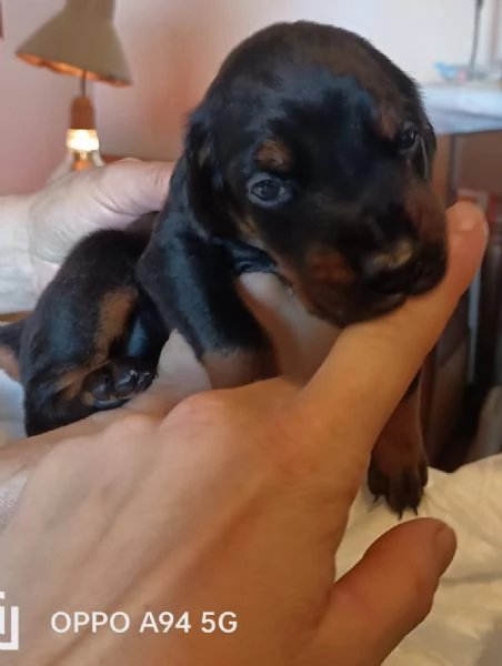 Cuccioli dobermann in vendita  | Foto 0