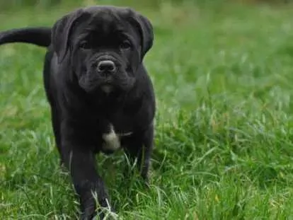 Una femmina di Cane Corso da riservare | Foto 1