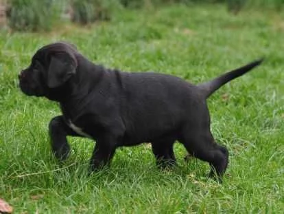 Una femmina di Cane Corso da riservare | Foto 0