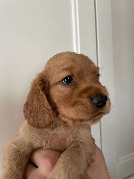 Cuccioli di cocker  | Foto 1