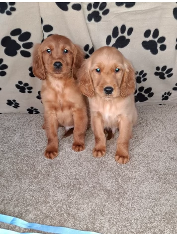 splendidi cuccioli golden retrivr | Foto 1