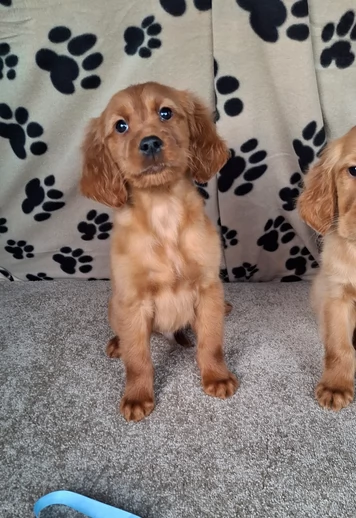 splendidi cuccioli golden retrivr | Foto 0