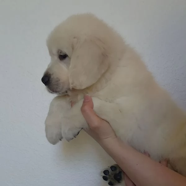 Due cuccioli di Golden Retriever ti aspettano
