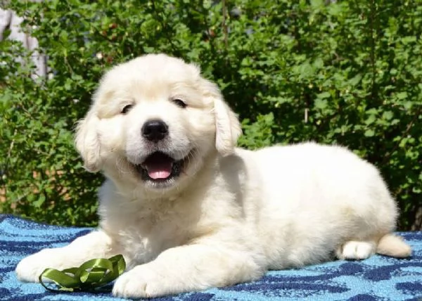 Golden retriever cuccioli
