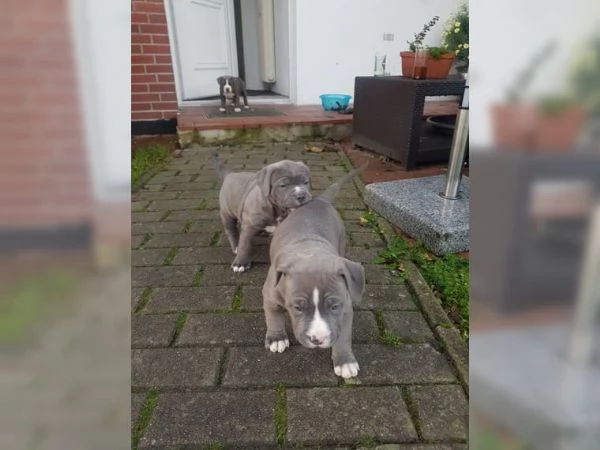 Bellissimi cuccioli di American BlueLine Pit Bull Terrier