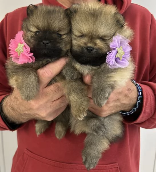 Spitz nano Pomerania