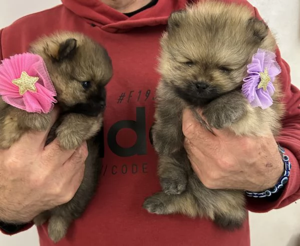 Spitz nano Pomerania | Foto 5