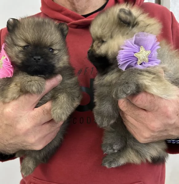 Spitz nano Pomerania | Foto 4