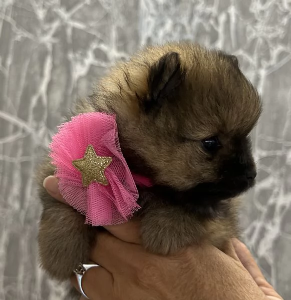 Spitz nano Pomerania | Foto 3