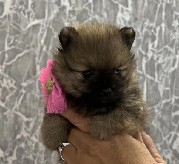 Spitz nano Pomerania | Foto 2