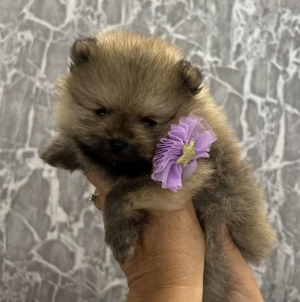 Spitz nano Pomerania | Foto 1