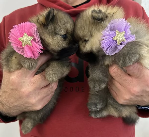 Spitz nano Pomerania | Foto 0