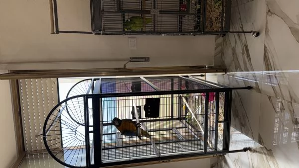 Ara arauna 4 mesi inregola con documenti  | Foto 0