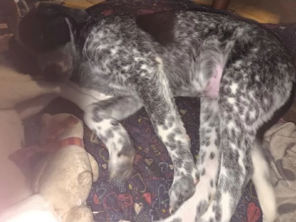 Cucciolo meticcio  | Foto 2