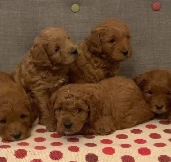 Adorabili cuccioli di barboncino in cerca di adozione 