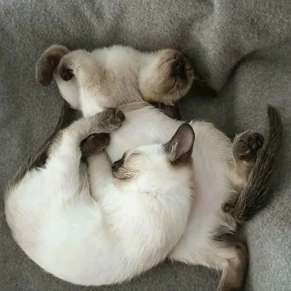 Gattini Sismese in adozione 