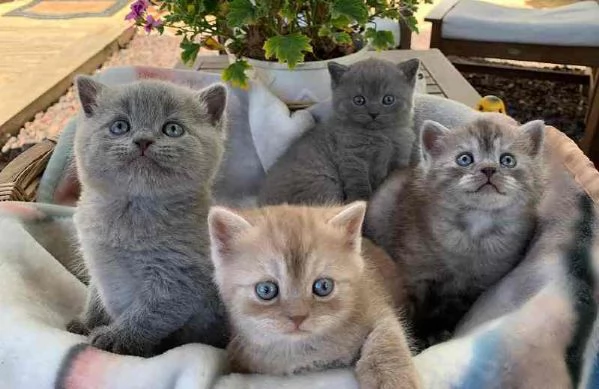 Adorabile gattino British Shorthair in adozione
