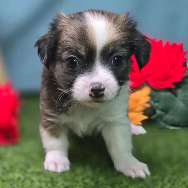 cuccioli di chihuahua in adozione