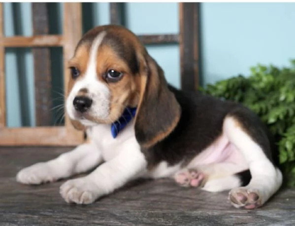 Beagle cuccioli maschio e femmina | Foto 0