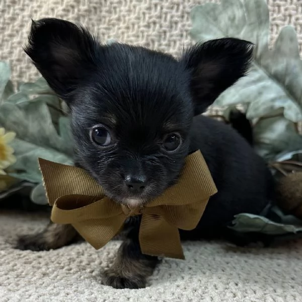 Regalo Chihuahua toycuccioli maschio e femmina | Foto 1