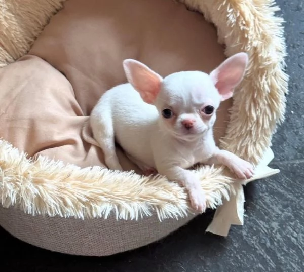 Regalo Chihuahua toycuccioli maschio e femmina